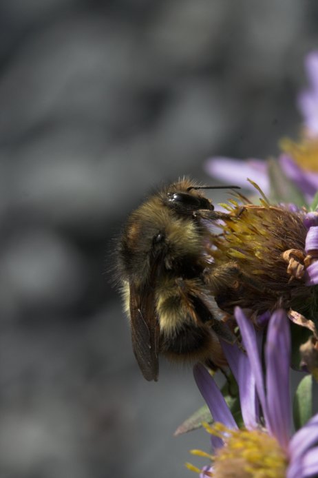 Bee on Flowers (38388 bytes)