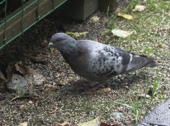 Feral Pigeon --(Columba livia) (98739 bytes)