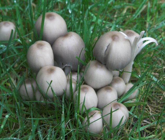 Inky Cap Mushrooms --(Coprinus atramentarius) (76415 bytes)