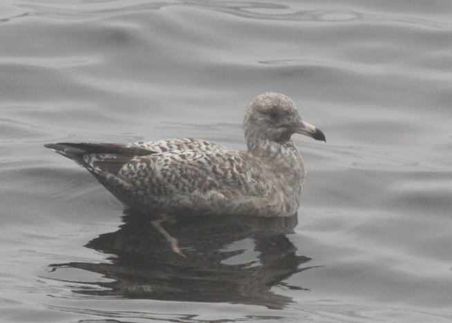 Juvenile Gull --(Larus sp.) (44928 bytes)