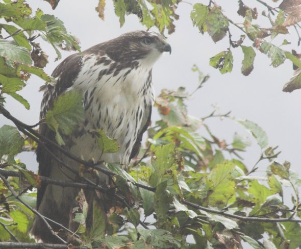 Red-tail Hawk --(Buteo jamaicensis) (68101 bytes)