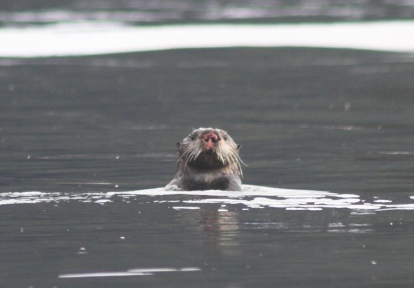 Sea Otter --(Enhydra lutris) (35534 bytes)