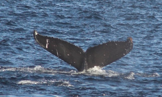 Diving Whale --(Megaptera novaeangliae) (71933 bytes)