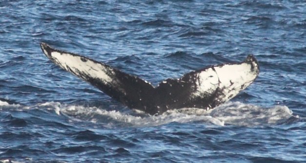 Diving Whale --(Megaptera novaeangliae) (61713 bytes)