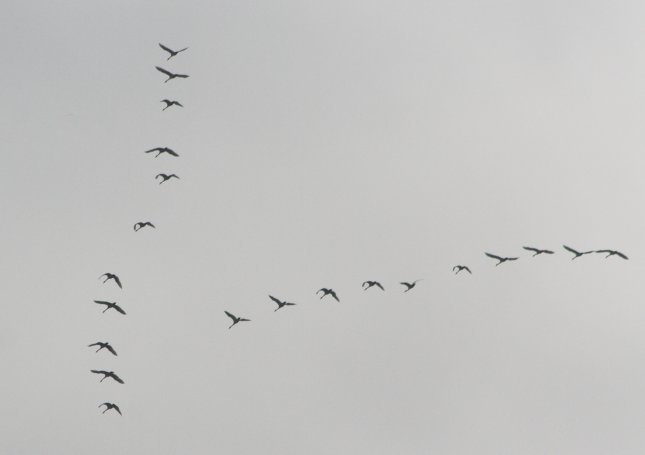 Swan Migration --(Cygnus sp.) (10256 bytes)