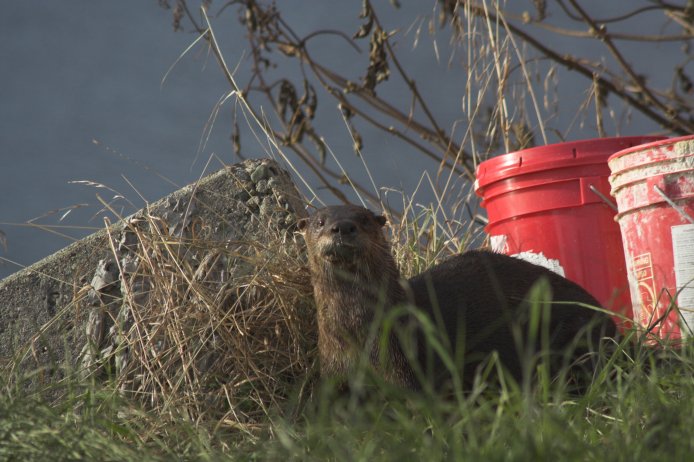 River Otter --(Lontra canadensis) (78007 bytes)