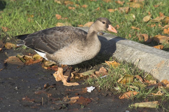 Juvenile Greater White-fronted Goose --(Anser albifrons) (91333 bytes)