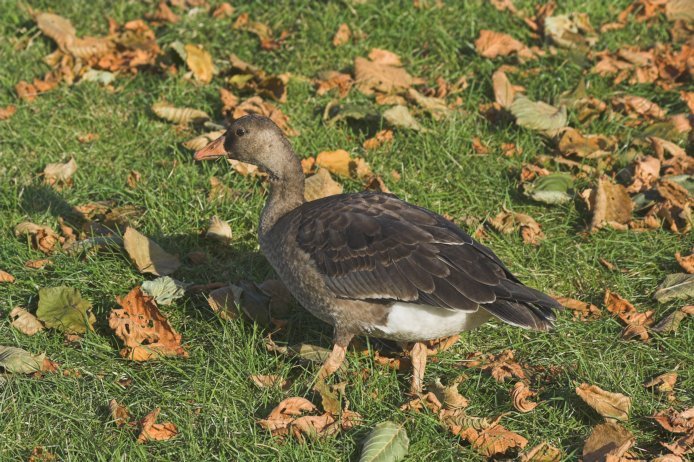 Juvenile Greater White-fronted Goose --(Anser albifrons) (119486 bytes)