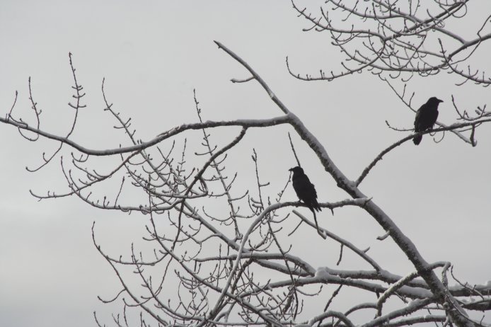 Ravens --(Corvus corax) (59705 bytes)
