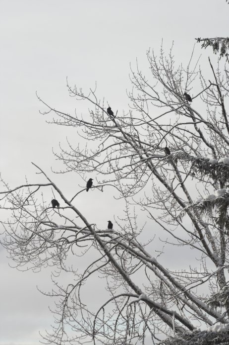 Common Ravens --(Corvus corax) (92163 bytes)