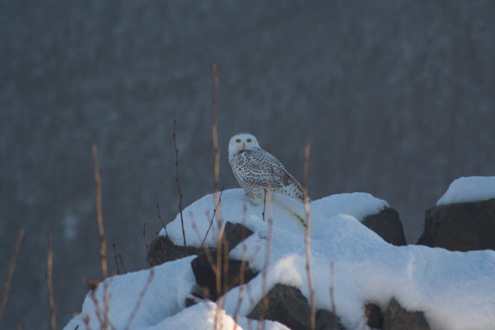 Snowy Owl --(Nyctea scandiaca) (33589 bytes)