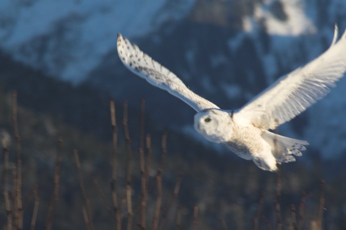 Snow Owl in Flight --(Nyctea scandiaca) (35069 bytes)