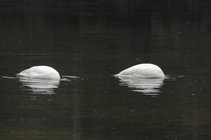Feeding Swans --(Cygnus buccinator) (34367 bytes)