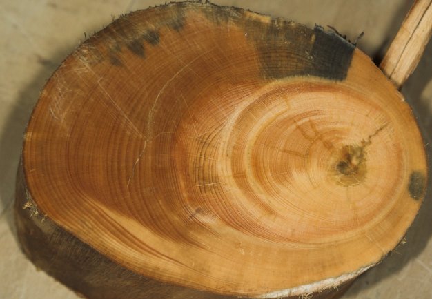Shore Pine Cut --(Pinus contorta) (52369 bytes)