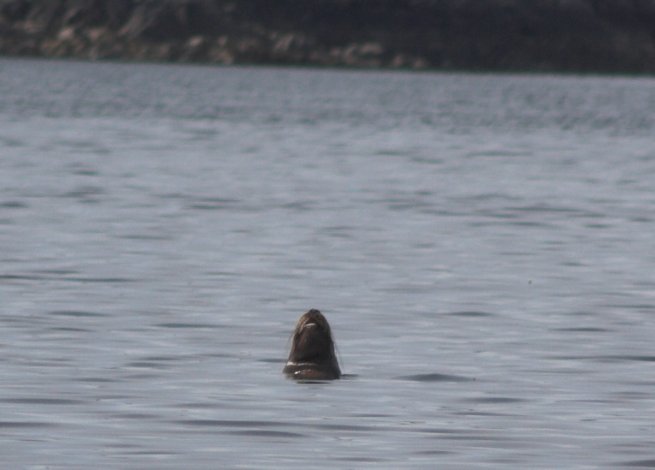 Steller's Sea Lion --(Eumetopias jubatus) (37850 bytes)