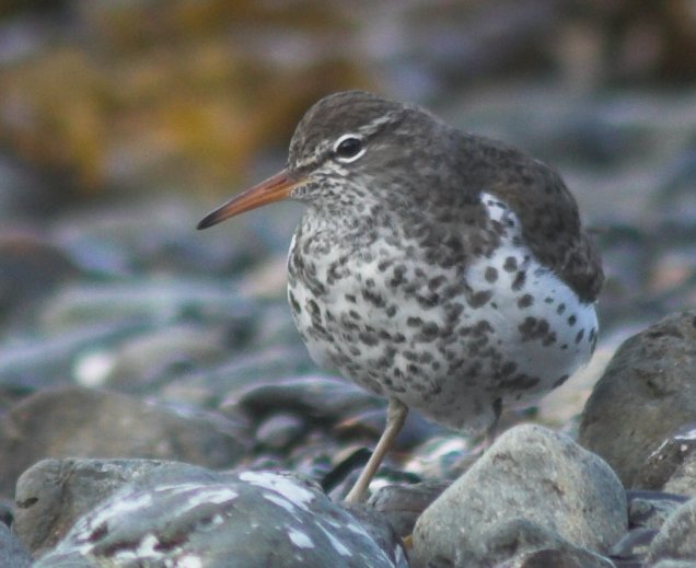Spotted Sandpiper --(Actitis macularia) (56228 bytes)