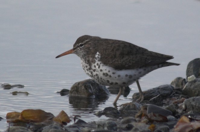 Spotted Sandpiper --(Actitis macularia) (42601 bytes)