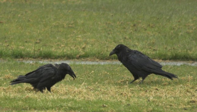 Ravens on the Lawn --(Corvus corax) (52941 bytes)