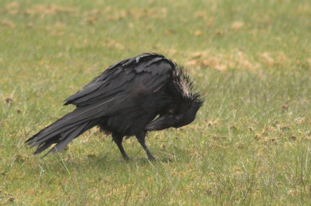 Raven --(Corvus corax) (57628 bytes)