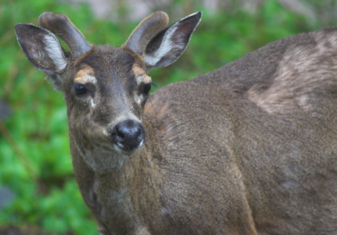Sitka Blacktail Deer --(Odocoileus hemionus sitchensis) (56989 bytes)