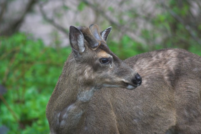 Sitka Blacktail Deer --(Odocoileus hemionus sitkensis) (56766 bytes)