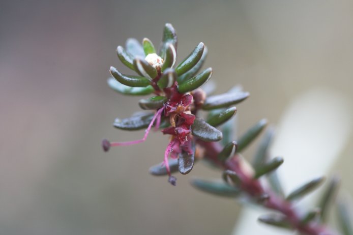 Crowberry Flower --(Empetrum nigrum) (29896 bytes)