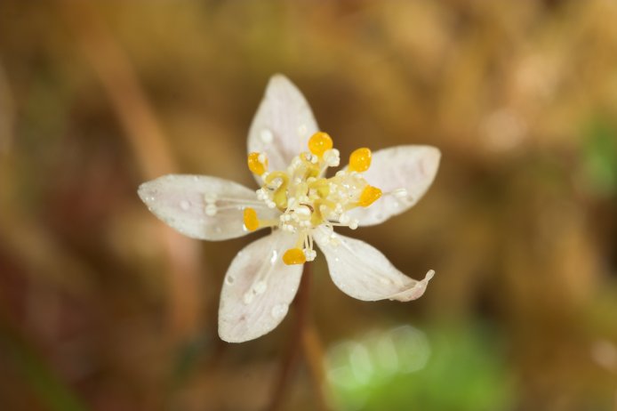 Three-leaf Goldthread Flower --(Coptis trifolia) (31609 bytes)