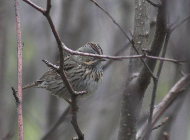 Lincoln's Sparrow --(Melospiza licolnii) (43746 bytes)
