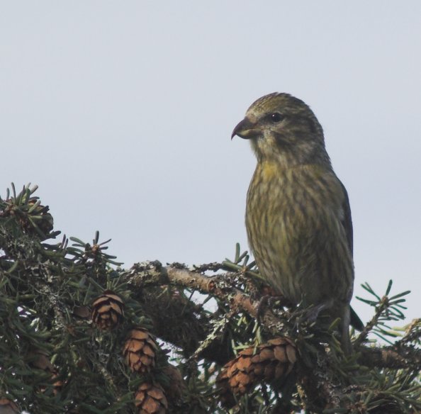 Young Crossbill --(Loxia curvirostra) (52915 bytes)