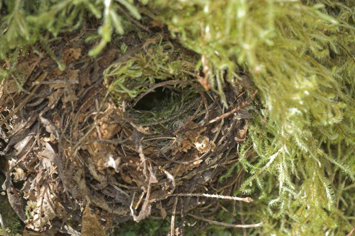 Winter Wren Nest --(Troglodytes troglodytes) (103177 bytes)