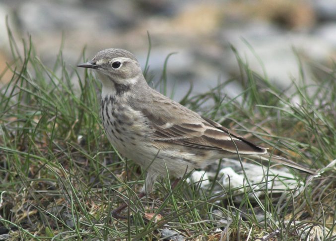 American Pipit --(Anthus rubescens) (79070 bytes)