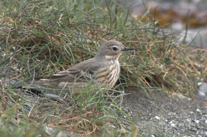 American Pipit --(Anthus rubescens) (86630 bytes)