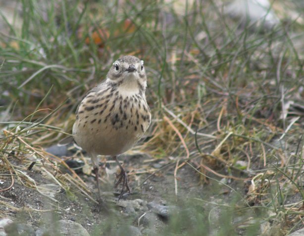 American Pipit --(Anthus rubescens) (69869 bytes)