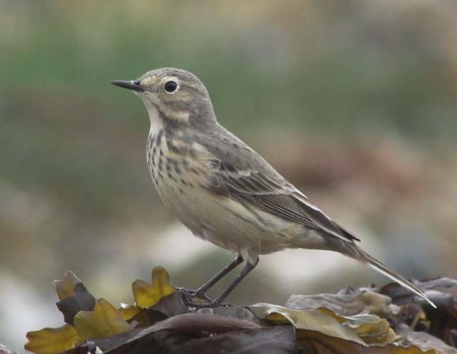 American Pipit --(Anthus rubescens) (44599 bytes)