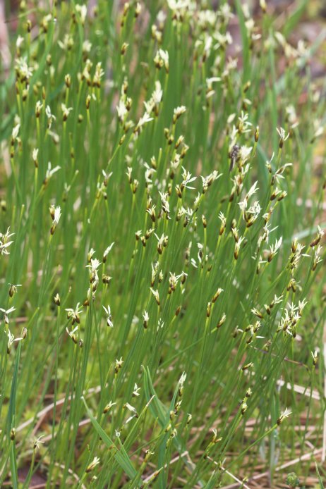 Sedge --(Carex sp.) (86722 bytes)