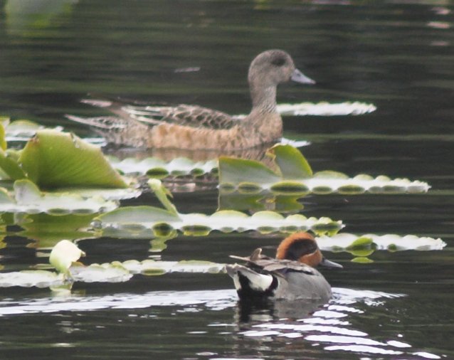 Teal and Wigeon --(Anas spp.) (62029 bytes)