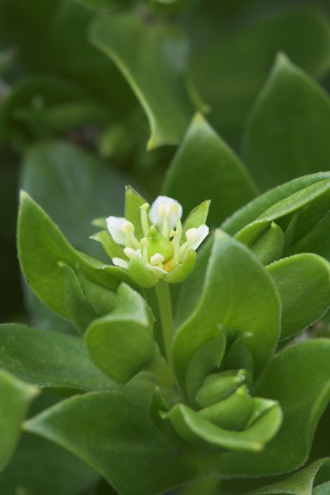 Beach Greens Flower --(Honkenya peploides) (38824 bytes)