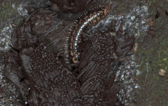 Slime Mold with Millipedes (70887 bytes)