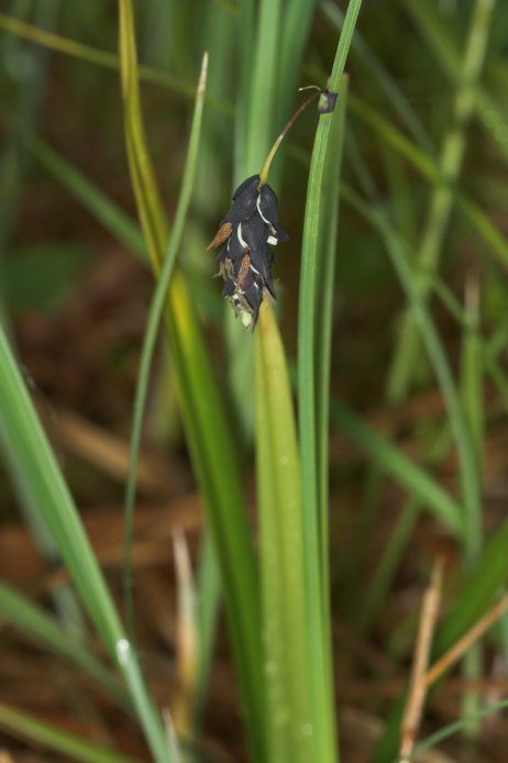 Sedge --(Carex sp.) (41688 bytes)
