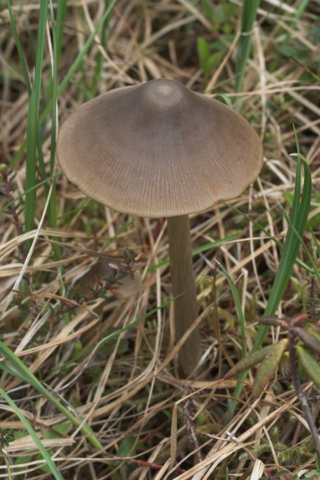 Mushroom (79099 bytes)