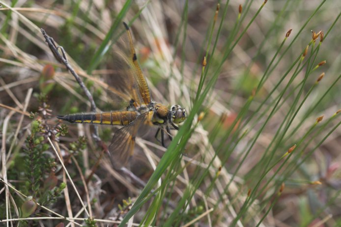 Four-spotted Skimmer --(Libellula quadrimaculata) (69510 bytes)