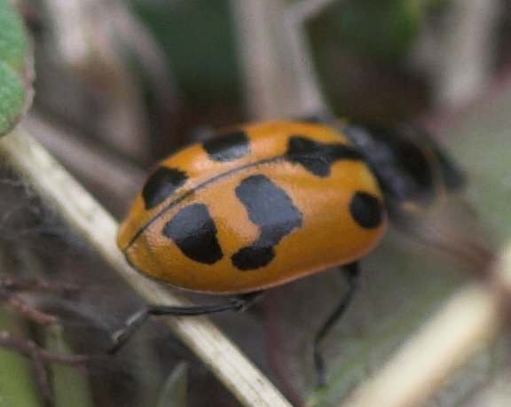 Ladybug (41784 bytes)