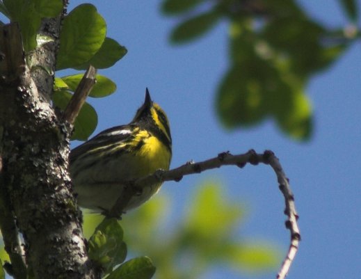 Townsend's Warbler --(Dendroica townsendi) (36553 bytes)