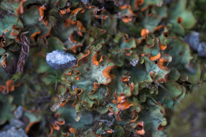 Lichen --(Solorina crocea) (69239 bytes)