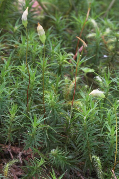 Bearded Moss --(Polytrichastrum alpinum) (87423 bytes)