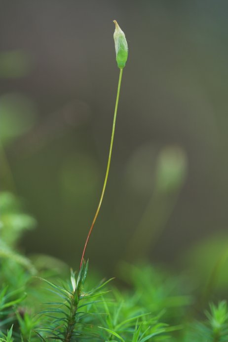 Sporophyte --(Polytrichastrum alpinum) (27262 bytes)