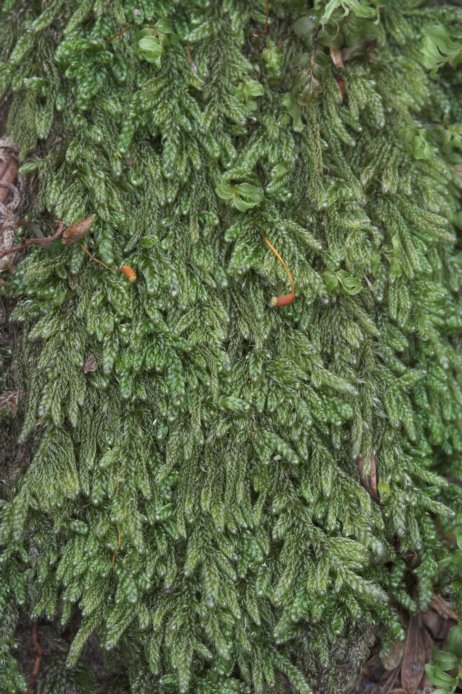 Coiled-leaf Moss --(Hypnum circinale) (116465 bytes)