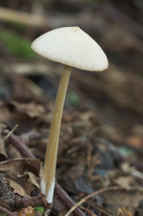 Mushroom (41110 bytes)