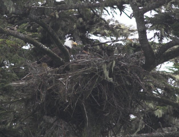 Bald Eagle Nest --(Haliaeetus leucocephalus) (75026 bytes)