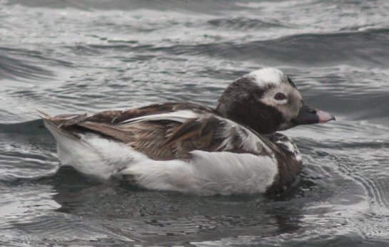Long-tailed Duck --(Clangula hyemalis) (44590 bytes)